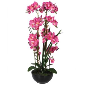 Växt "Orchid Pink Dream" – Grevinnans Butik & Inredning