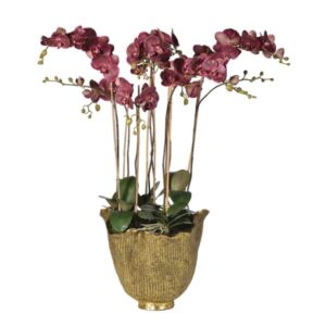 Växt "Orchid Pink Lady" – Grevinnans Butik & Inredning