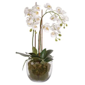 Växt "Orchid White Fantasy" – Grevinnans Butik & Inredning