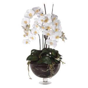 Växt "Orchid White Lady" – Grevinnans Butik & Inredning