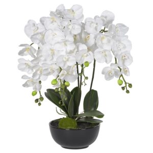Växt "White Orchids" – Grevinnans Butik & Inredning